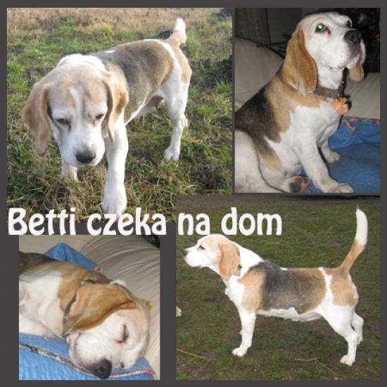 Kochana BETTI szuka dobrego domu